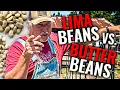 Which Should You Be Growing Lima Beans OR Butter Beans