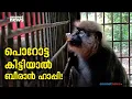 ബീരാന് ഇഷ്ടം പൊറോട്ടയും കട്ടൻചായയും; ചോറും അകത്താക്കും ഈ കരിങ്കുരങ്ങ്!