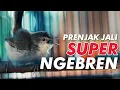 Download Lagu SUARA BURUNG #14: PRENJAK JALI SUPER NGEBREN