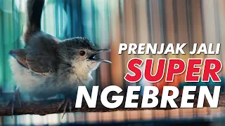 Download SUARA BURUNG #14: PRENJAK JALI SUPER NGEBREN MP3