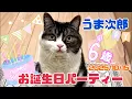 Download Lagu うま次郎の6歳お誕生日パーティー！