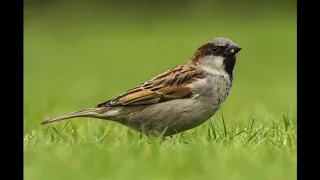  kawana birichiya e chirayi