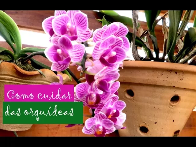 DICAS DE COMO CUIDAR DAS ORQUÍDEAS