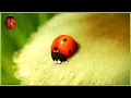 Download Lagu The Right Seed | Minuscule 🍃 70' Compilation