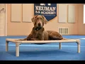 Harley Weimaraner X Labrador - Boot Camp Dog Training Graduate