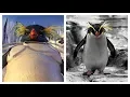 Happy Feet Two Characters in Real Life