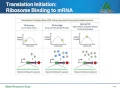 Expression vectors how to choose or customize vectors for gene protein expression