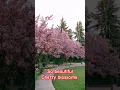 Download Lagu santri pekok niken salindri#shorts cherry blossoms #short