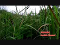 Download Lagu VIDEO: RELAKSASI SUARA JANGKRIK, BEGITU MERDU, (Cricket Sound)