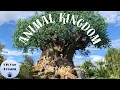 LIVE Disney s Animal Kingdom Disney World Livestream 2026