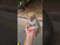 Craziness then monkey #funny #monkey #funnyanimals #hilarious #zoo #jaldevishorts #makeitviral #new