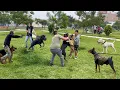 Download Lagu PERROS PODEROSOS coinciden en el mismo parque 🙉 ¿Cual se impone sobre todos? ❌❌❌