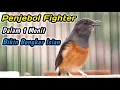 Download Lagu MURAI BETINA GACOR PALING COCOK UNTUK PANCINGAN PENGGACOR SEMUA JANTAN‼️EMOSI LANGSUNG NAIK