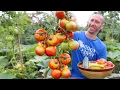 Download Lagu This Technique Forces Tomatoes to Produce Earlier, Ripen Faster, and Never Stop Fruiting