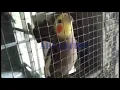 Download Lagu BURUNG FALK PARKIT AUSTRALI JINAK ISIAN