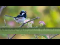 Download Lagu Panggilan dan Lagu Burung Wren yang Luar Biasa