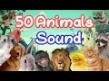 Lagu 50 Animals Sound Learning video for kids / Children