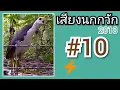 Download Lagu เสียงนกกวัก #10   White Breasted Water Hen Sound