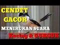 Download Lagu Hebat !! Cendet Gacor Bisa Menirukan Suara Kucing
