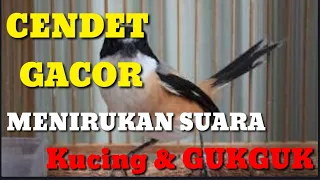 Download Hebat !! Cendet Gacor Bisa Menirukan Suara Kucing MP3