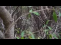 Download Lagu Little Shrikethrush call, Yuraygir National Park
