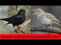 Nightingale and Blackbird Birds Call Song/Sound -birds -