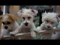 Colorado bill would ban pet stores from selling dogs and cats statewide