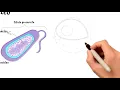 CELL NUCLEUS and NUCLEOLUS 😊 Parts and functions 👍