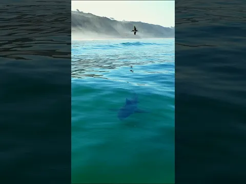 Great White Shark cruising the shoreline in San Diego! #sharkweek #greatwhiteshark #torreypines