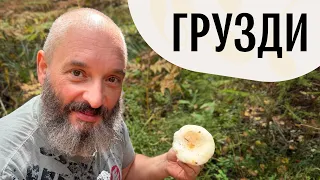 Груздь настоящий, подгруздок, черный груздь. Михаил Вишневский