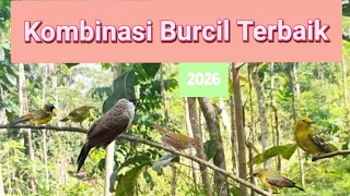 suara pikat burcil kombinasi terbaik 2026