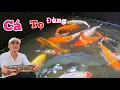 Download Lagu Không Ngờ Bể Cá Koi Xuất Hiện Nhiều Siêu Xe Dưới Đáy Thế Này....