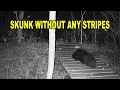 A Skunk with no Stripes - Stripeless Skunk