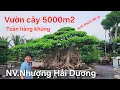 Download Lagu Choáng ngợp vườn cây anh Nhượng Hải Dương !.. Toàn cây khủng