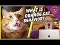 Orange Cat Behavior The Truth About Orange Cats