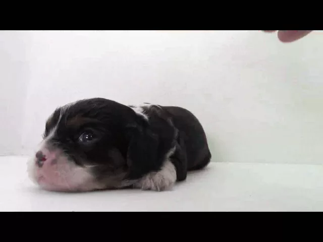動画