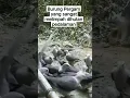 Download Lagu burung pergam yang masih sangat melimpah dihutan pedalaman kalimantan#pergam #hutanpedalaman#shorts