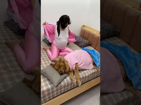 喜欢你身上的味道，喜欢和你在一起 #funny #美女搞笑 #pets #goldenretriever