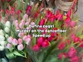 Download Lagu Dafina zeqiri/ murder in the dancefloor speed up