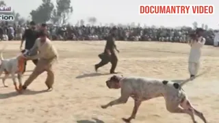 7 most famous bully dogs champion old bully dogs top bully gultair sial daily vlog