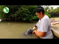 Manatees in Crisis in Belize - Narrated by Meryl Streep VR180 Ocean Conservation