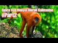 Download Lagu SUARA ASLI MONYET MERAH KALIMANTAN || HEWAN ENDEMIK || HUTAN || HEWAN - PART 2