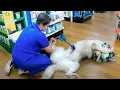 Funny Pet Grooming Fails and Vet Visit Reactions