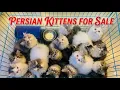 Show Quality Extreme punch kittens Persian cat Persian cat price Cat Cats for sale