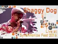Download Lagu Shaggydog LIVE @ Synchronize Fest 2016