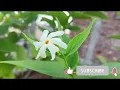 Now not a single bud of Parijat will fall! Secret of Parijat plant full bloom in October #Harsingar