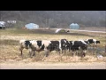 Growling Holstein Bull - It s mating season Be careful out there