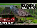 Download Lagu PERKUTUT LOKAL GACOR SUARA BESAR AMPUH BUAT PANCINGAN DAN PIKAT. 