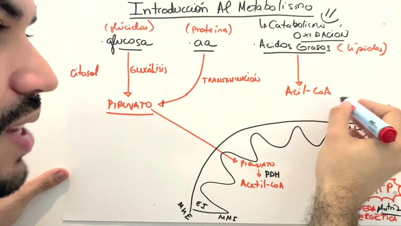 OXIDACIONES BIOLÓGICAS 1
