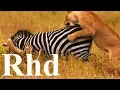 Download Lions pride, Predator Progress, (part 4) Nature 2018 HD Documentary. mp4 3gp mp3 videos - waplic